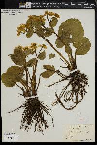 Caltha palustris image