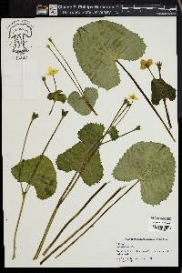 Caltha palustris image