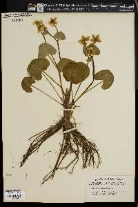 Caltha palustris image