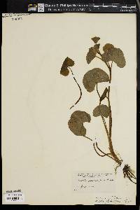 Caltha flabellifolia image