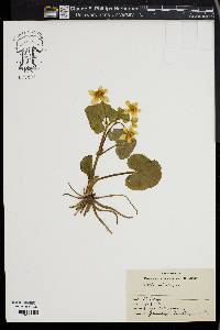 Caltha palustris image