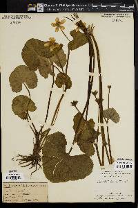 Caltha palustris image