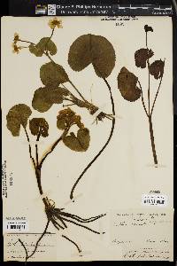 Caltha palustris image