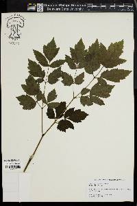 Actaea racemosa image