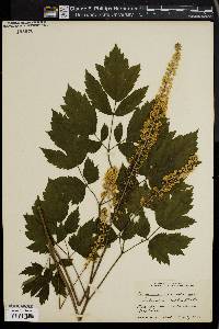 Actaea racemosa image