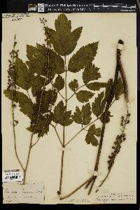 Actaea racemosa image