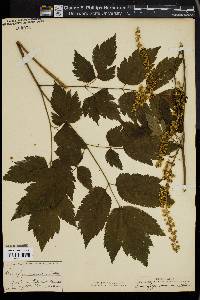 Actaea racemosa image