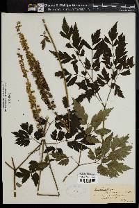 Actaea racemosa image