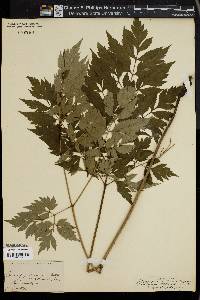 Actaea racemosa image