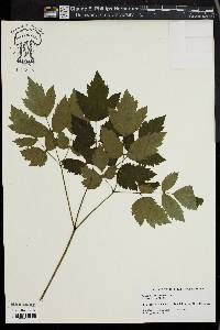 Actaea racemosa image