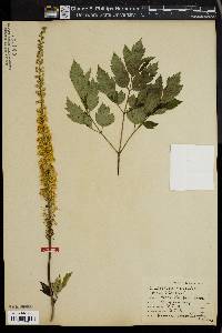 Actaea racemosa image