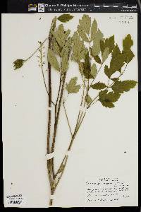 Actaea racemosa image