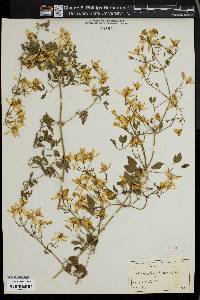 Clematis flammula image