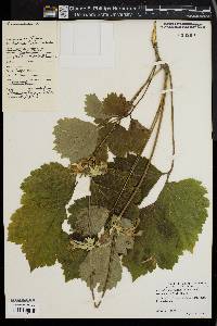 Image of Clematis heracleifolia