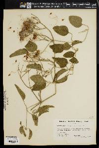 Clematis verticillaris image