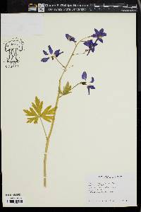 Delphinium tricorne image