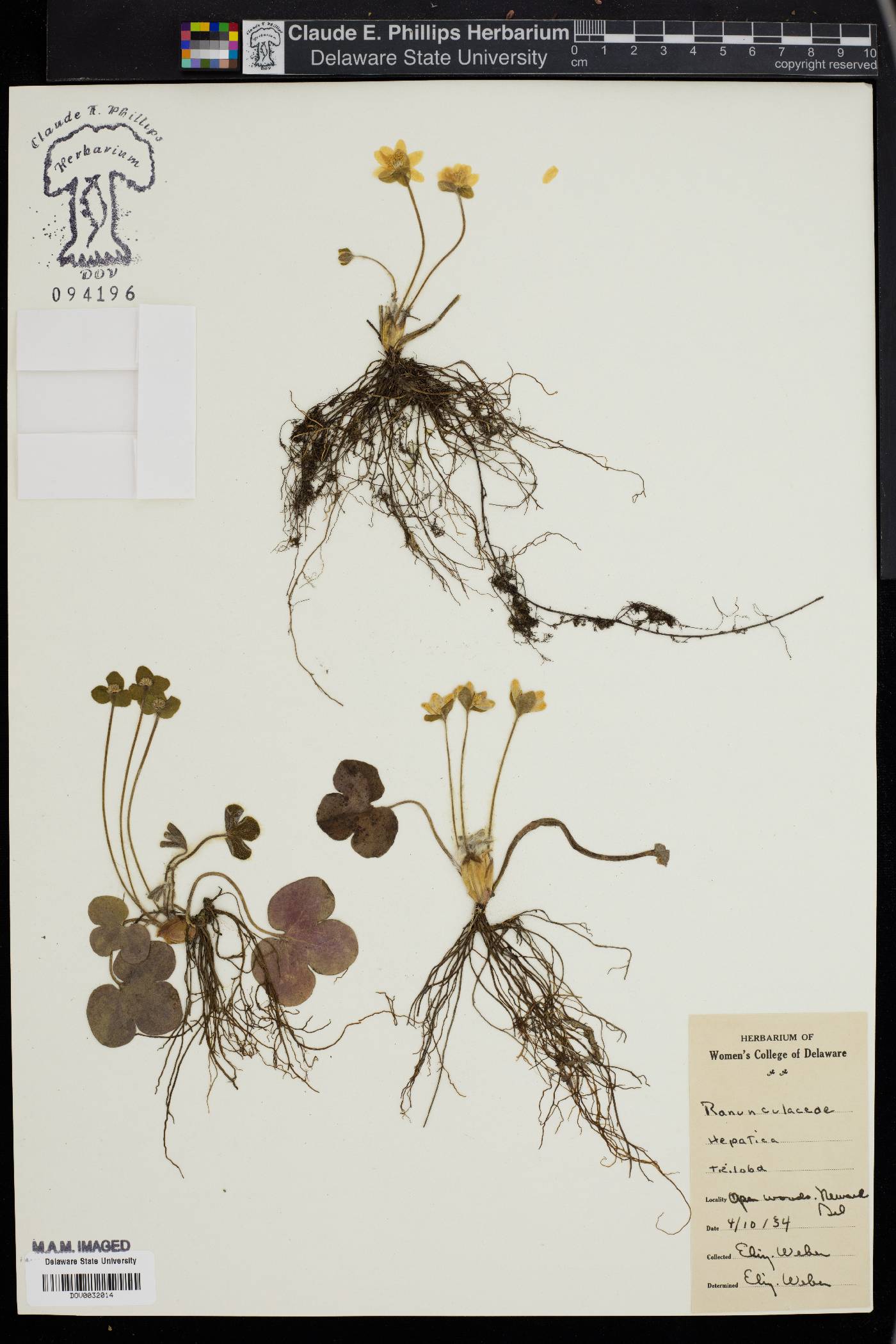 Hepatica triloba image