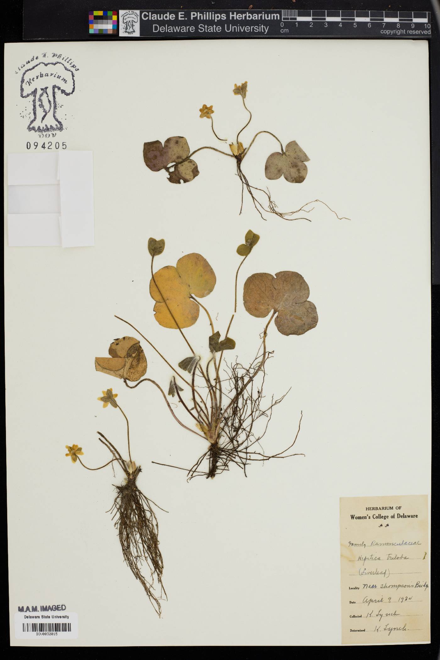 Hepatica triloba image