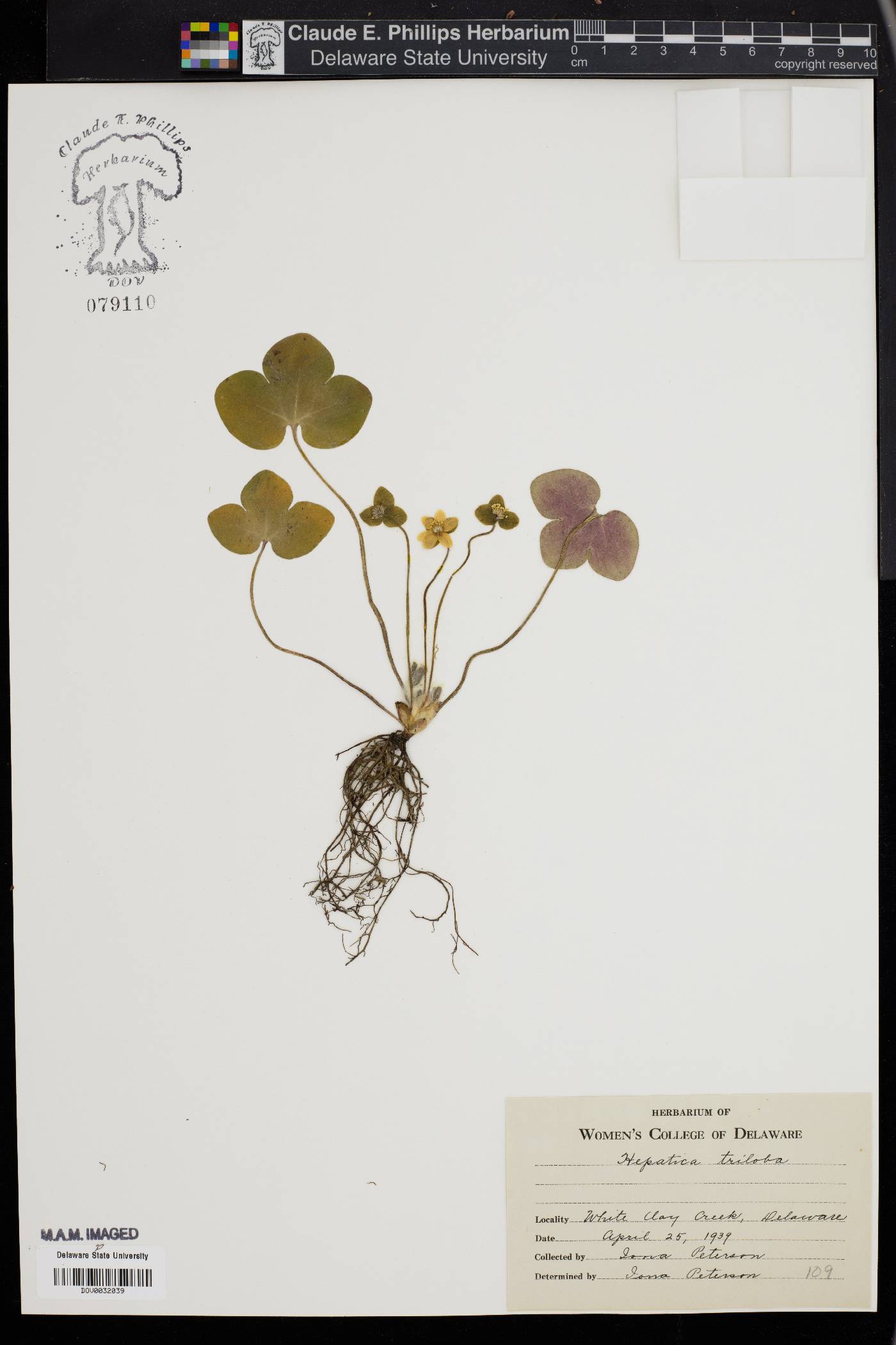 Hepatica triloba image