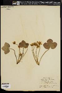 Hepatica triloba image