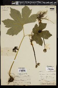 Hydrastis canadensis image