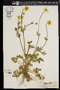 Ranunculus bulbosus image