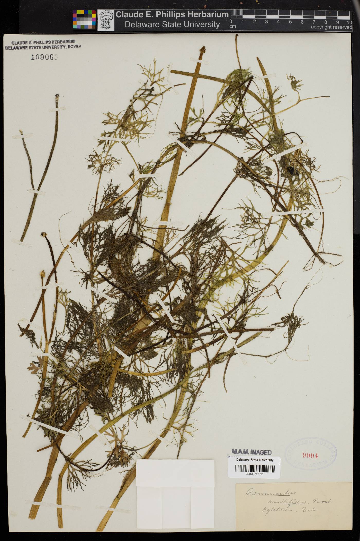 Ranunculus delphinifolius image