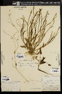 Ranunculus oblongifolius image