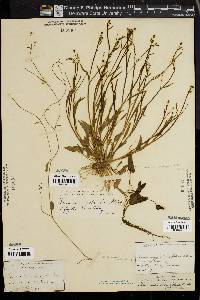 Ranunculus oblongifolius image