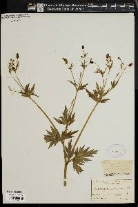 Ranunculus pennsylvanicus image
