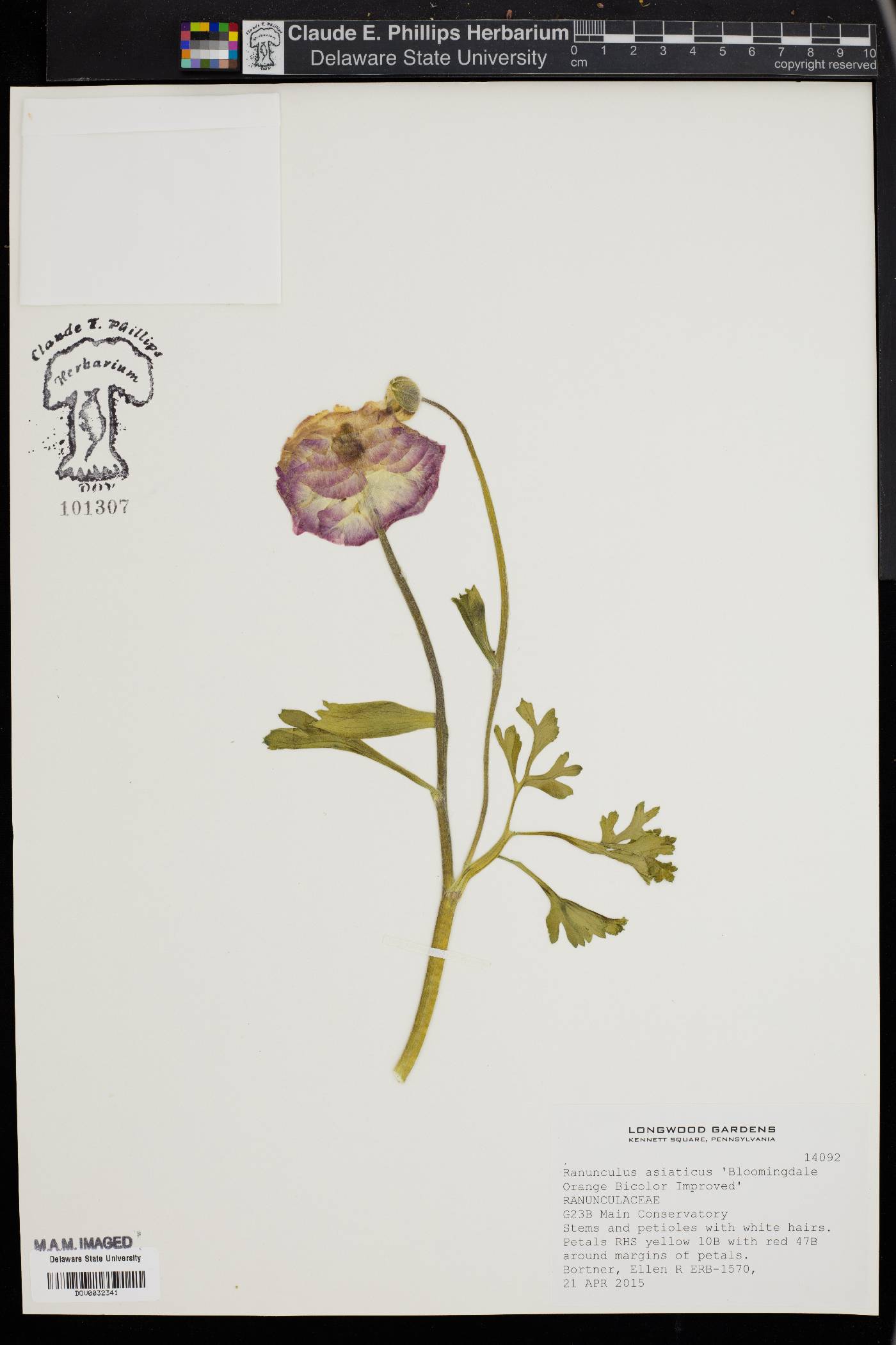 Ranunculus asiaticus image