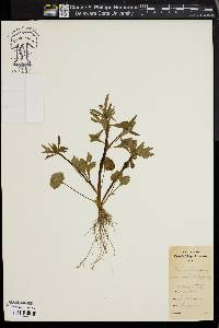 Image of Ranunculus aconitifolius
