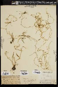 Ranunculus flammula var. reptans image