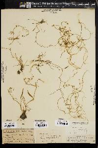 Ranunculus flammula image