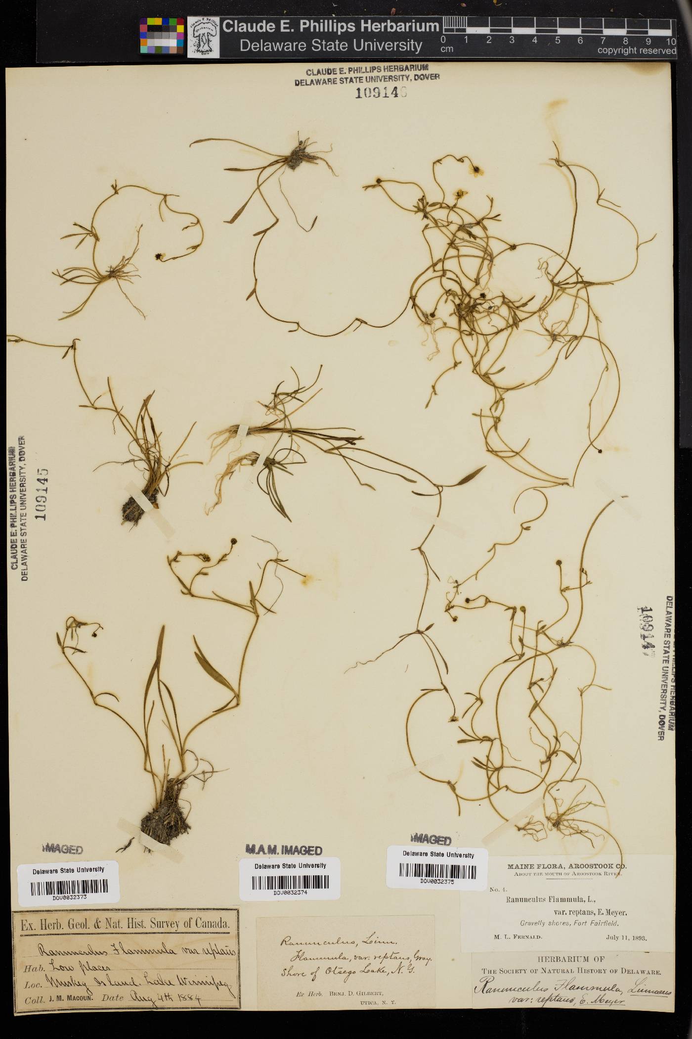 Ranunculus flammula var. reptans image