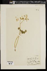 Thalictrum dioicum image