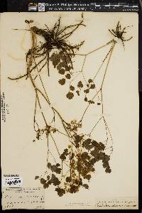 Thalictrum dioicum image