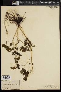 Thalictrum dioicum image