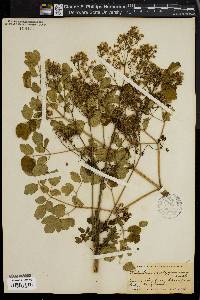 Thalictrum polygamum image