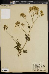 Thalictrum polygamum image