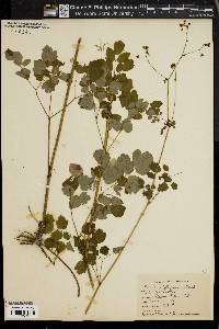 Thalictrum polygamum image