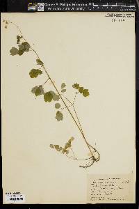 Thalictrum polygamum image