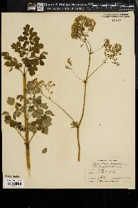 Thalictrum polygamum image