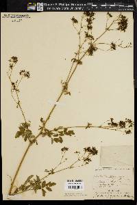 Thalictrum polygamum image