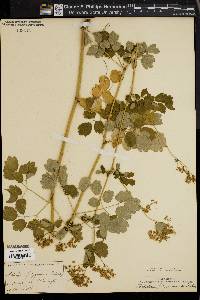 Thalictrum polygamum image