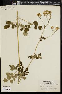 Thalictrum polygamum image