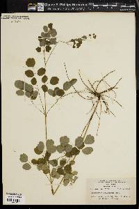 Thalictrum polygamum image