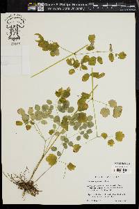 Thalictrum pubescens image