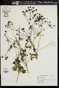 Thalictrum pubescens image