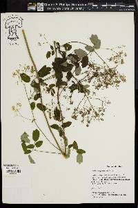 Thalictrum pubescens image